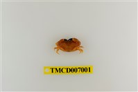 藏品(礁石假團扇蟹)的圖片